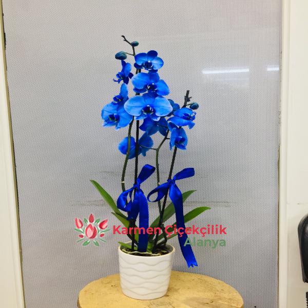  Alanya Çiçek Siparişi Mavi orkide