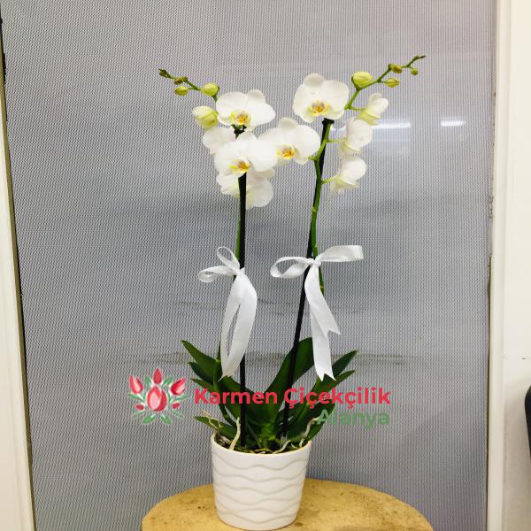  Alanya Çiçekçiler İki dallı beyaz orkide
