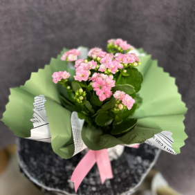  Alanya Çiçek Siparişi Kalanchoe PEMBE 