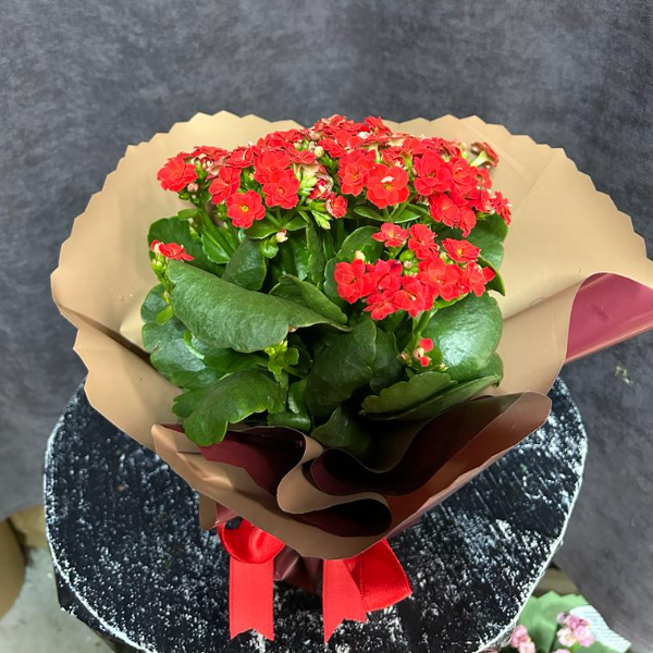  Alanya Çiçekçiler Kalanchoe